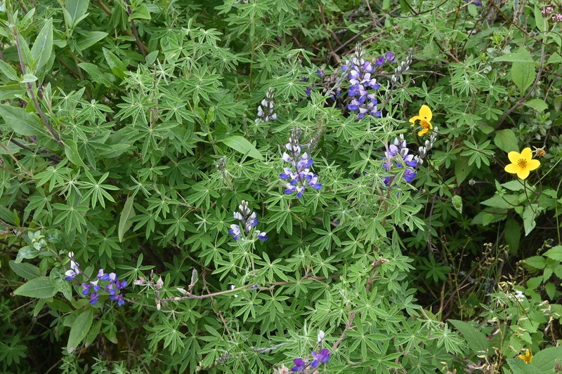 Lupinus uncinatus photo 3