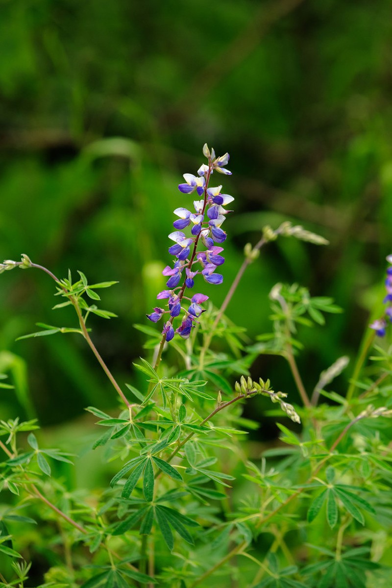 Lupinus uncinatus photo 4