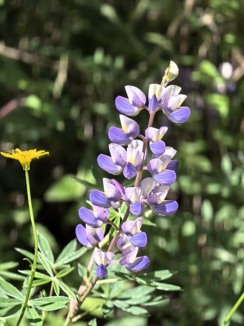 Lupinus uncinatus photo 5