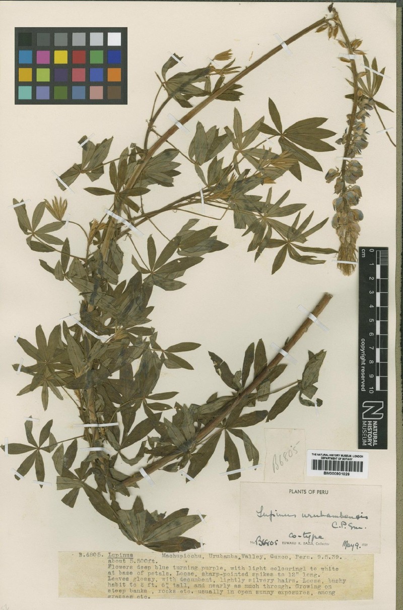 Lupinus urubambensis