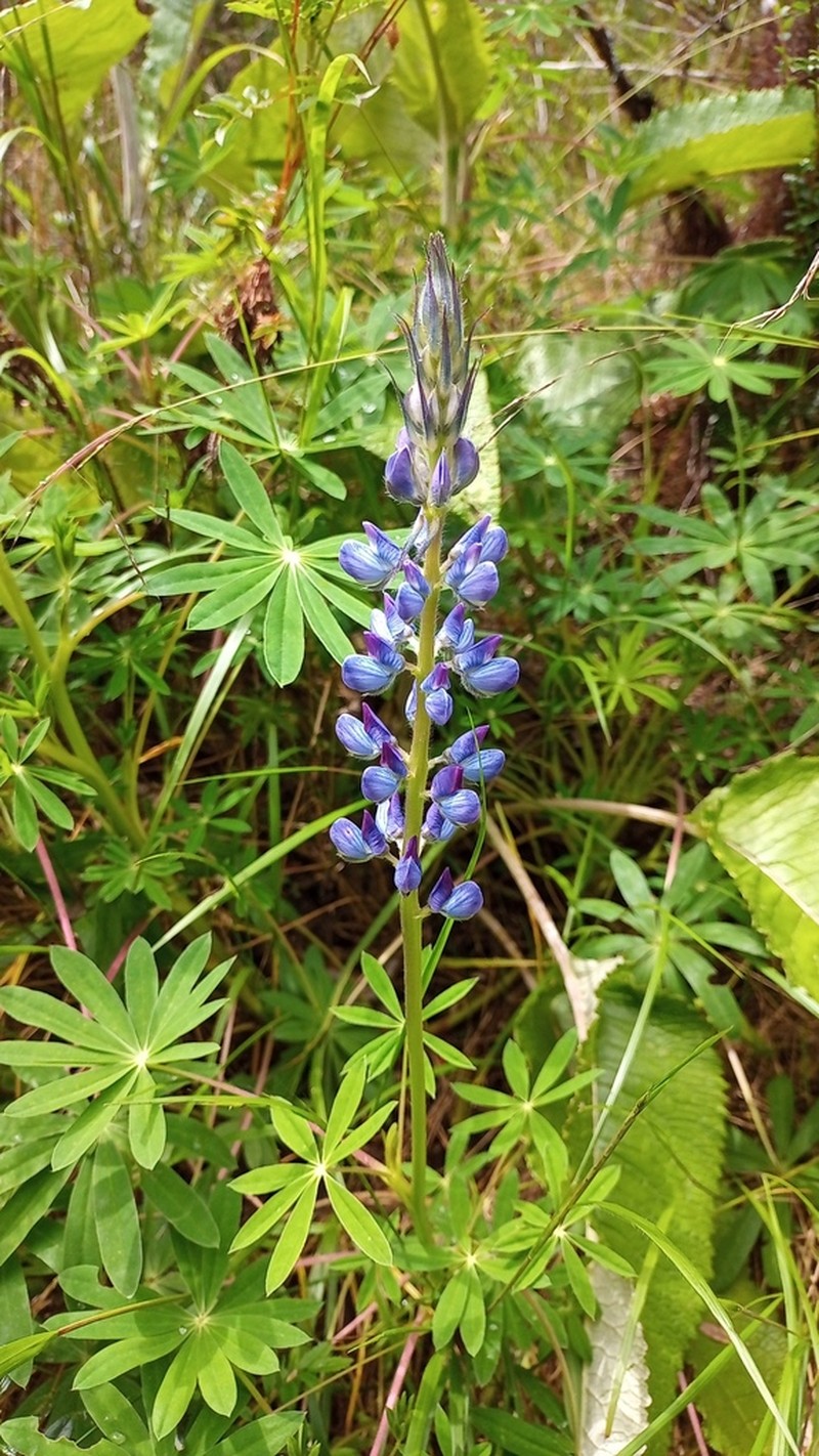 Lupinus valerioi