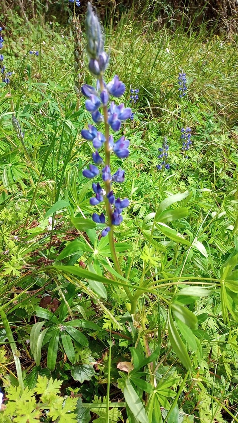 Lupinus valerioi photo 3
