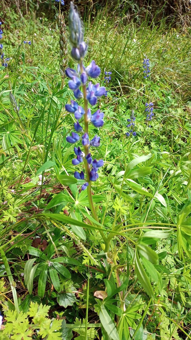 Lupinus valerioi photo 4