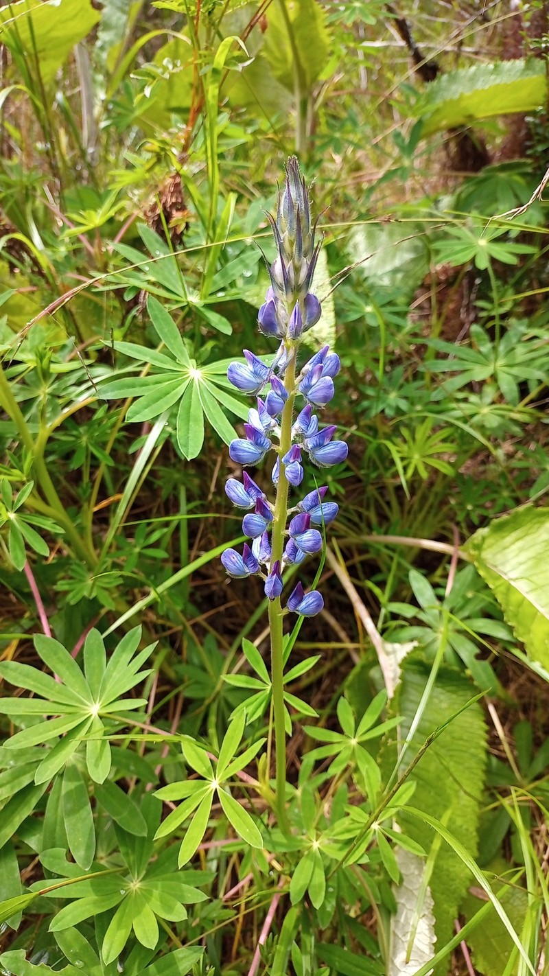 Lupinus valerioi photo 5