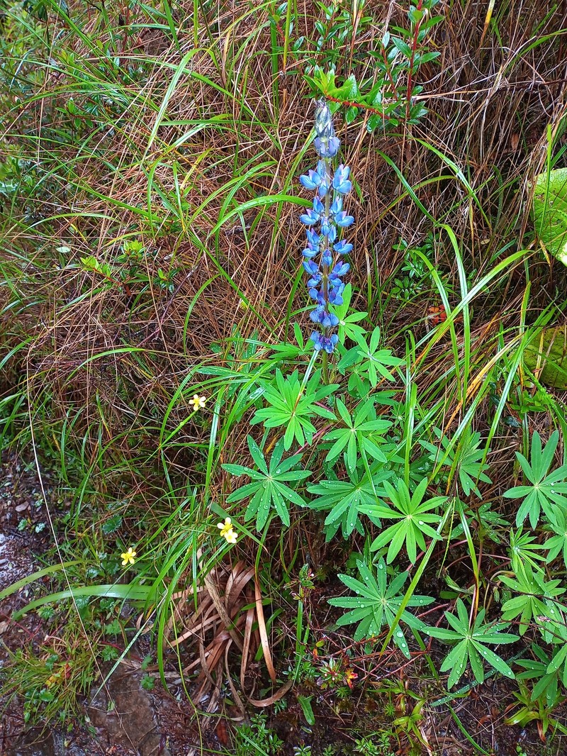 Lupinus valerioi photo 6