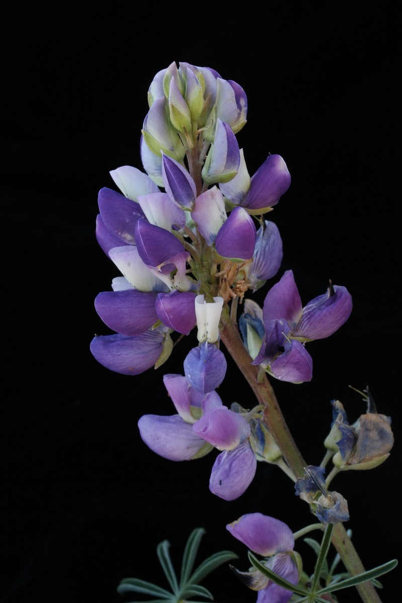 Lupinus variicolor
