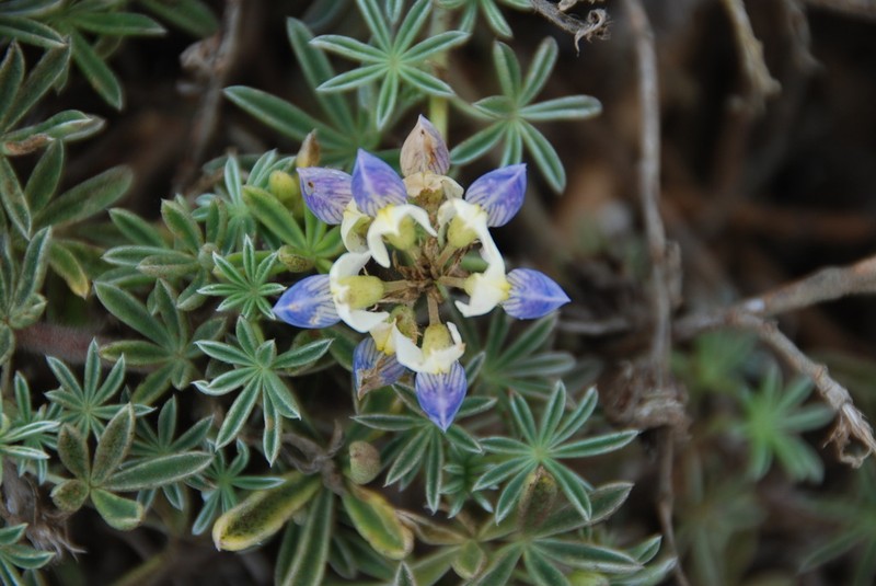 Lupinus variicolor photo 2