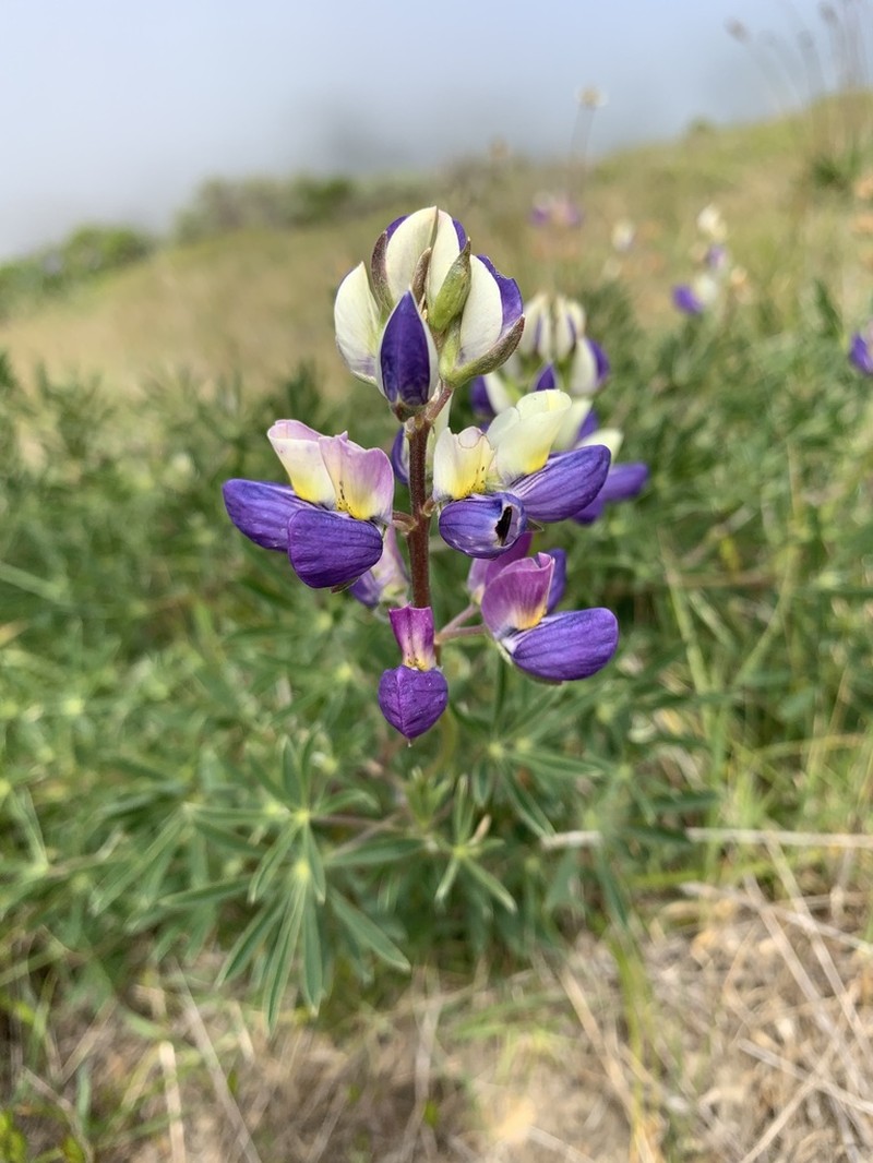 Lupinus variicolor photo 3