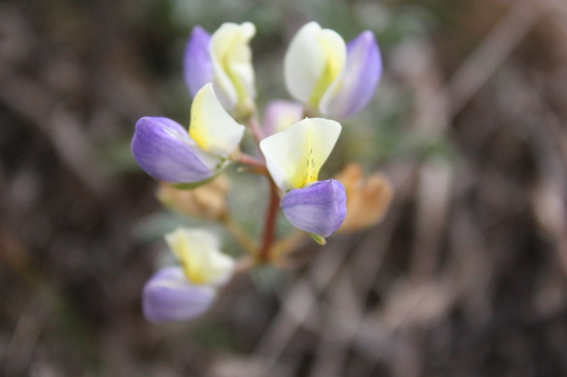 Lupinus variicolor photo 4
