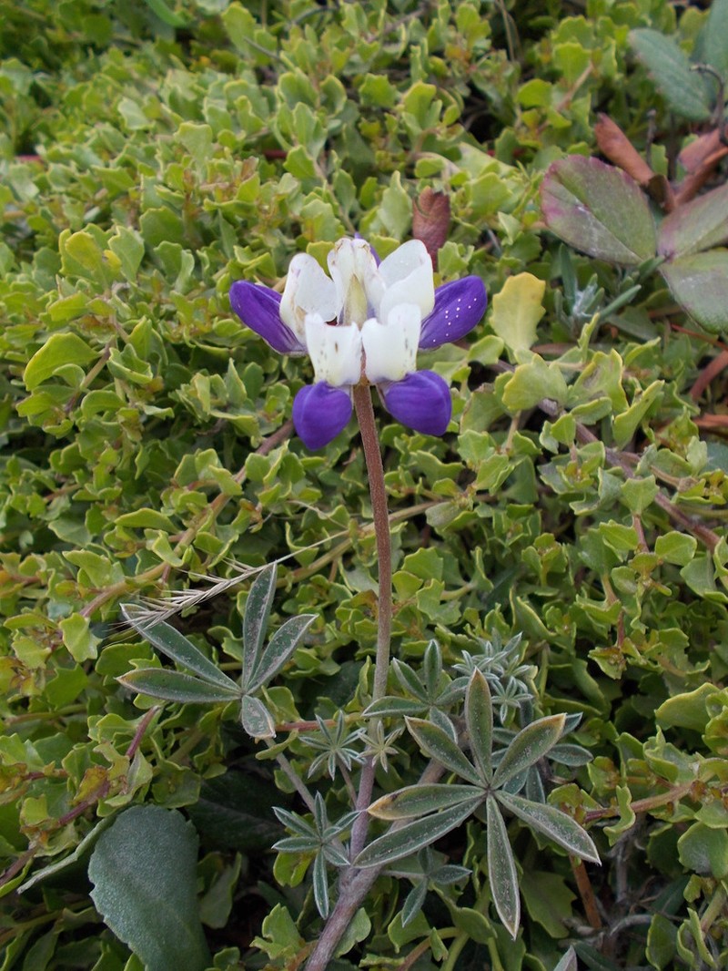 Lupinus variicolor photo 5