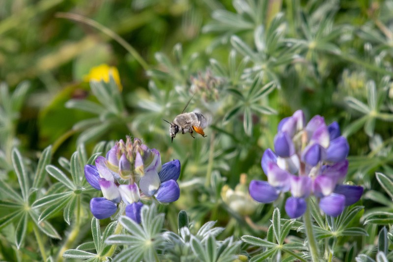 Lupinus variicolor photo 6