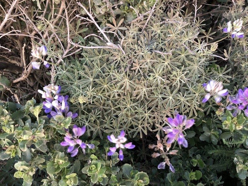 Lupinus variicolor photo 7