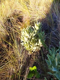 Lupinus velutinus