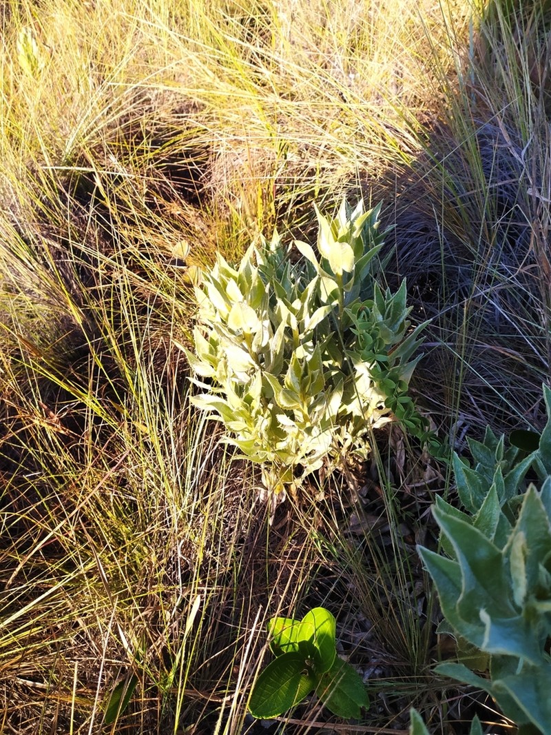 Lupinus velutinus