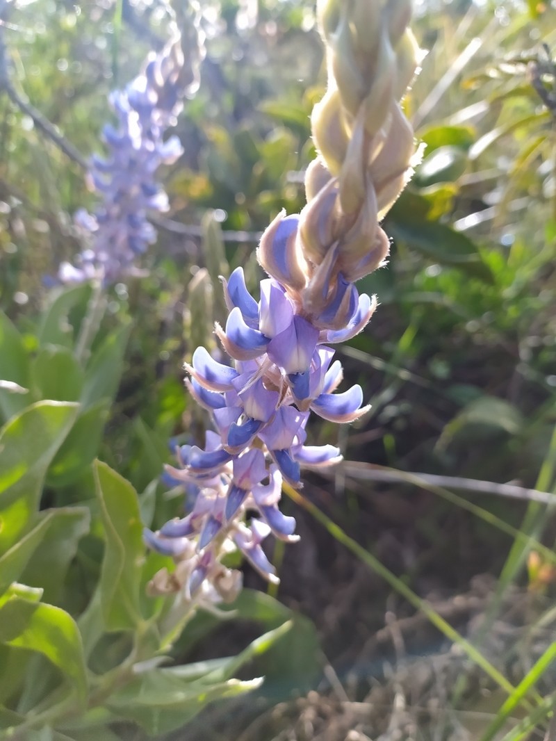 Lupinus velutinus photo 2