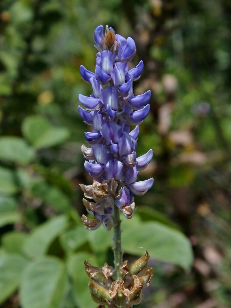 Lupinus velutinus photo 3