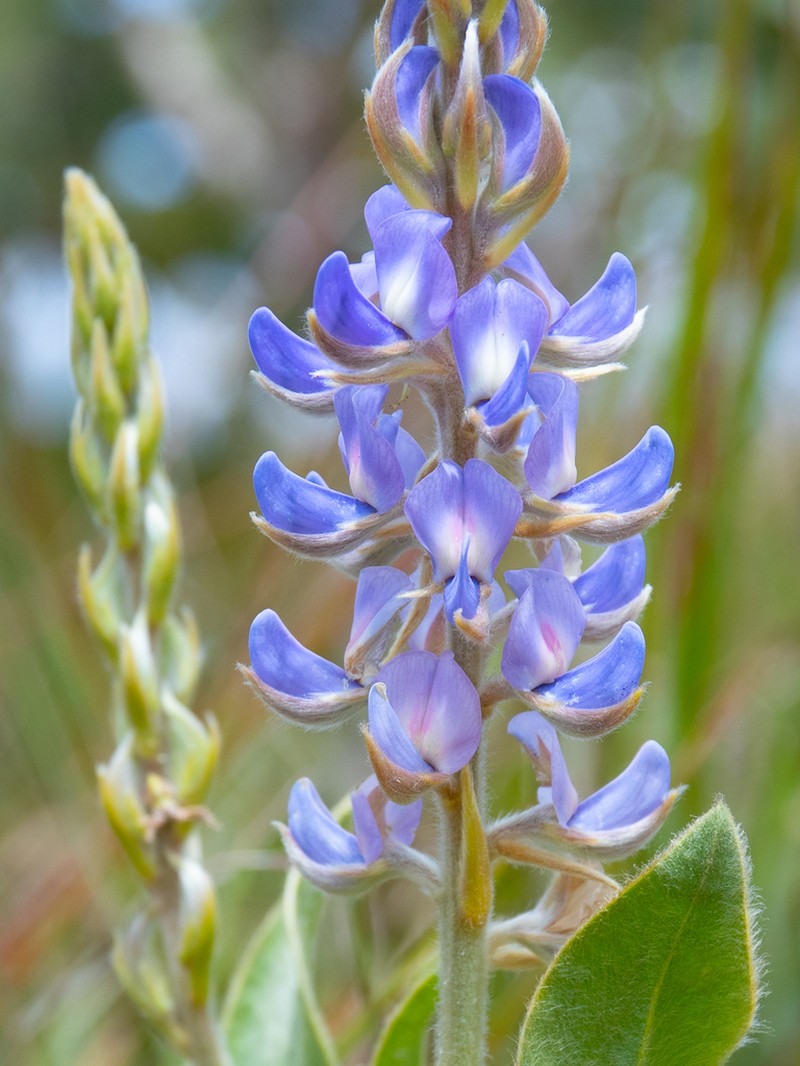 Lupinus velutinus photo 4