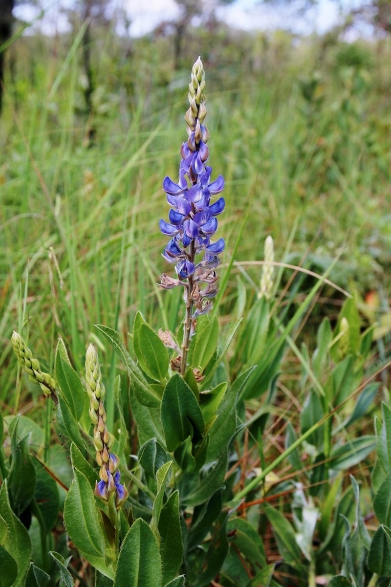 Lupinus velutinus photo 5