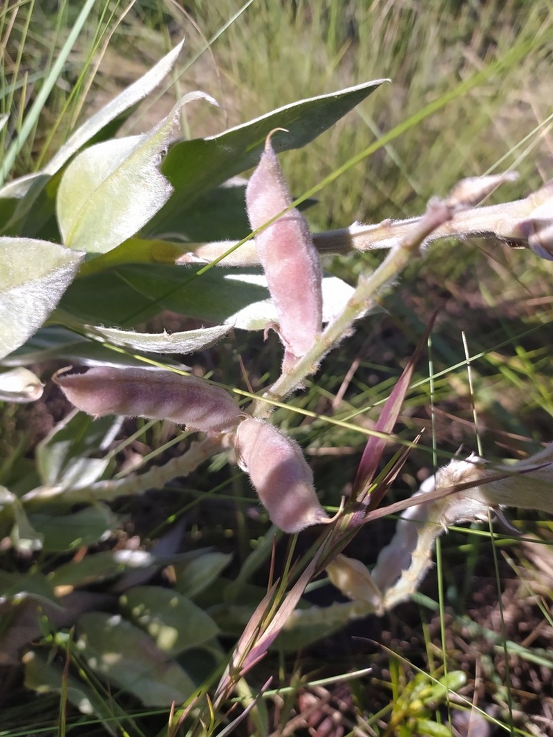 Lupinus velutinus photo 6