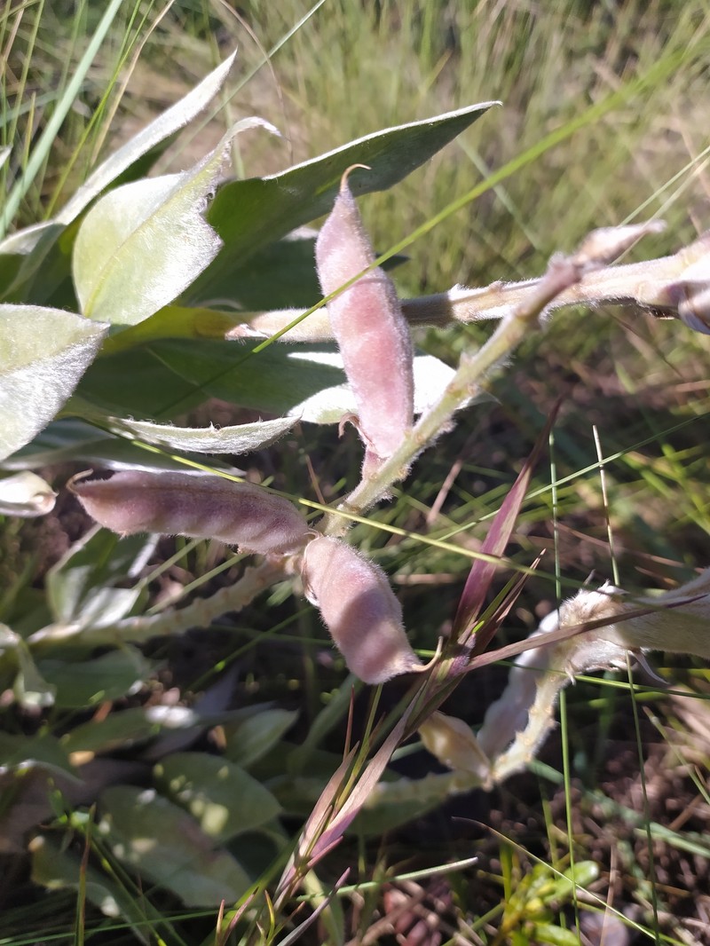 Lupinus velutinus photo 8