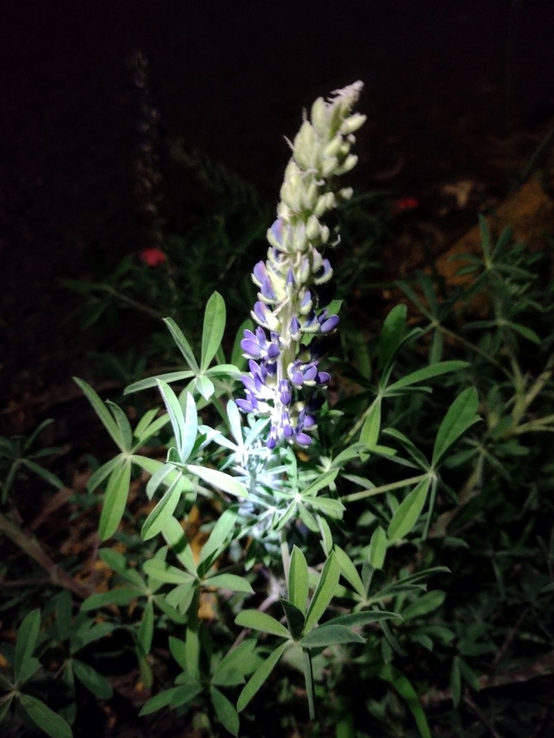 Lupinus vernicius