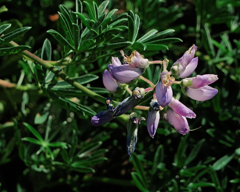 Manycolored Lupine photo 3