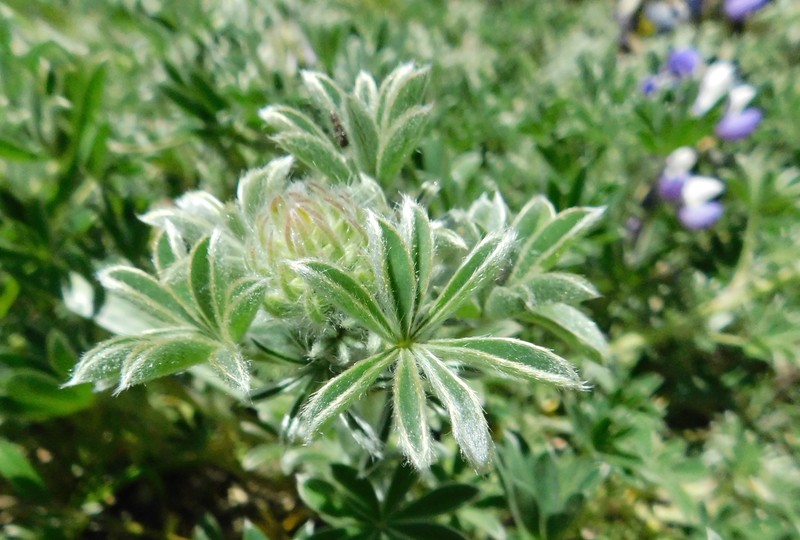 Manycolored Lupine photo 4