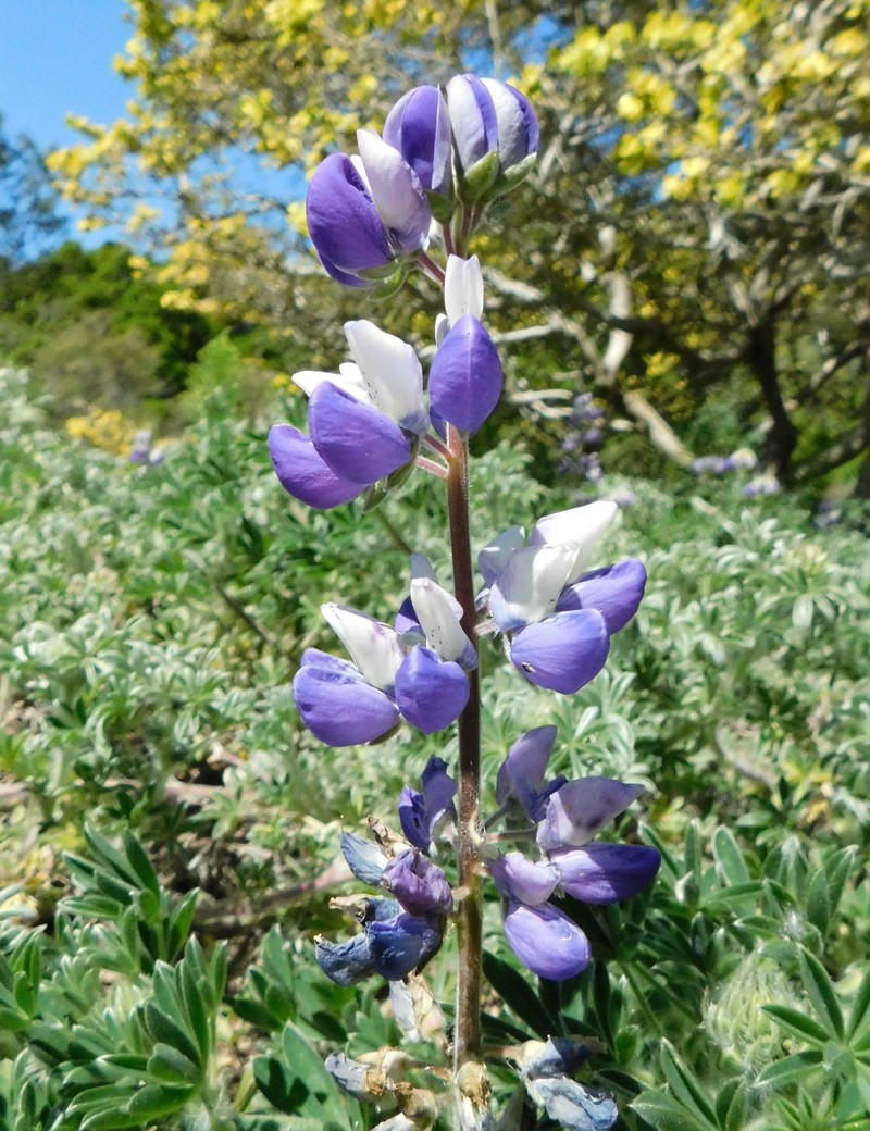 Manycolored Lupine photo 5