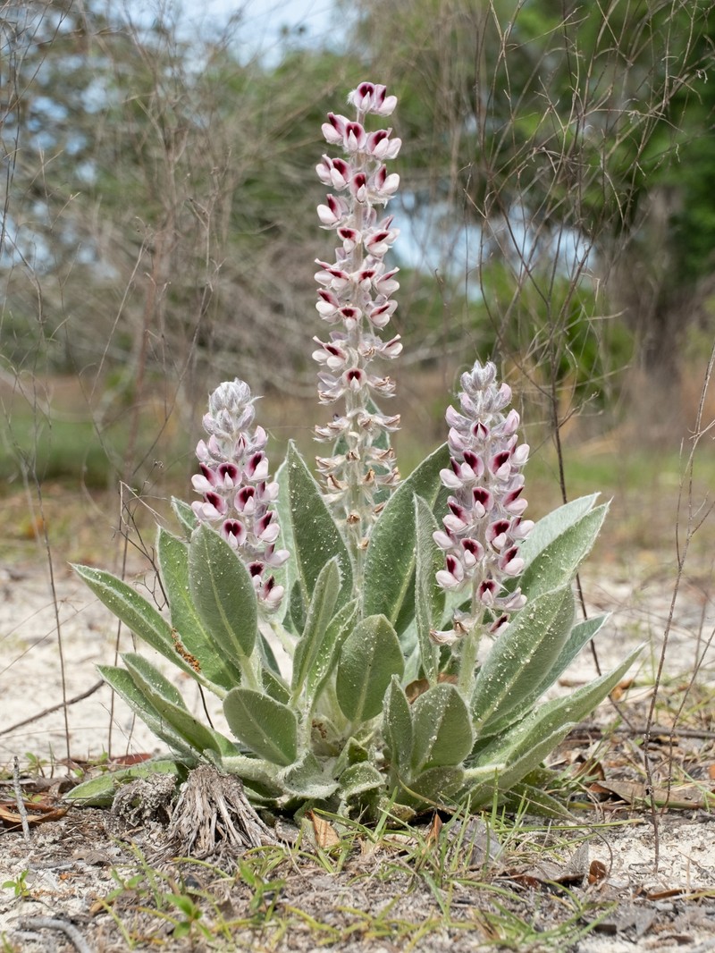 Lady Lupine