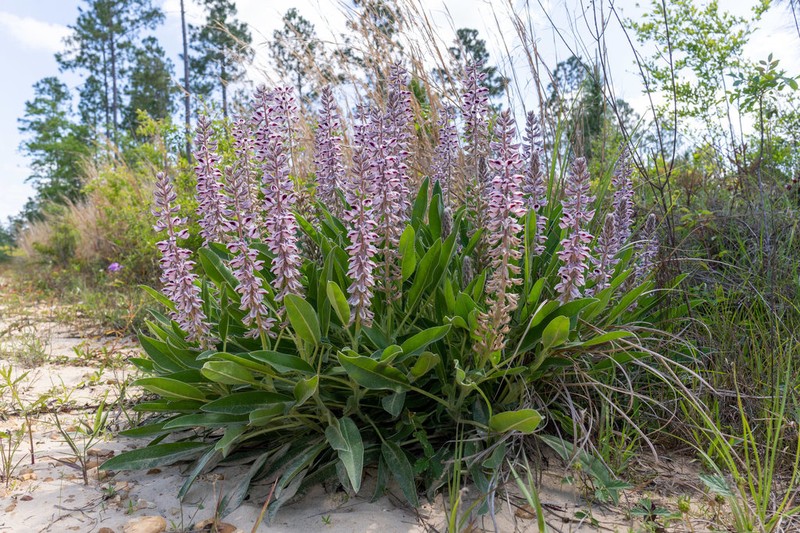 Lady Lupine photo 2