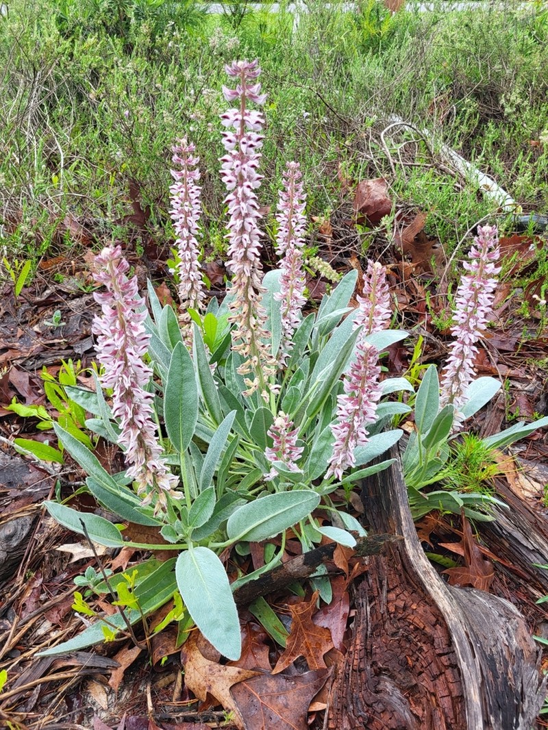 Lady Lupine photo 3