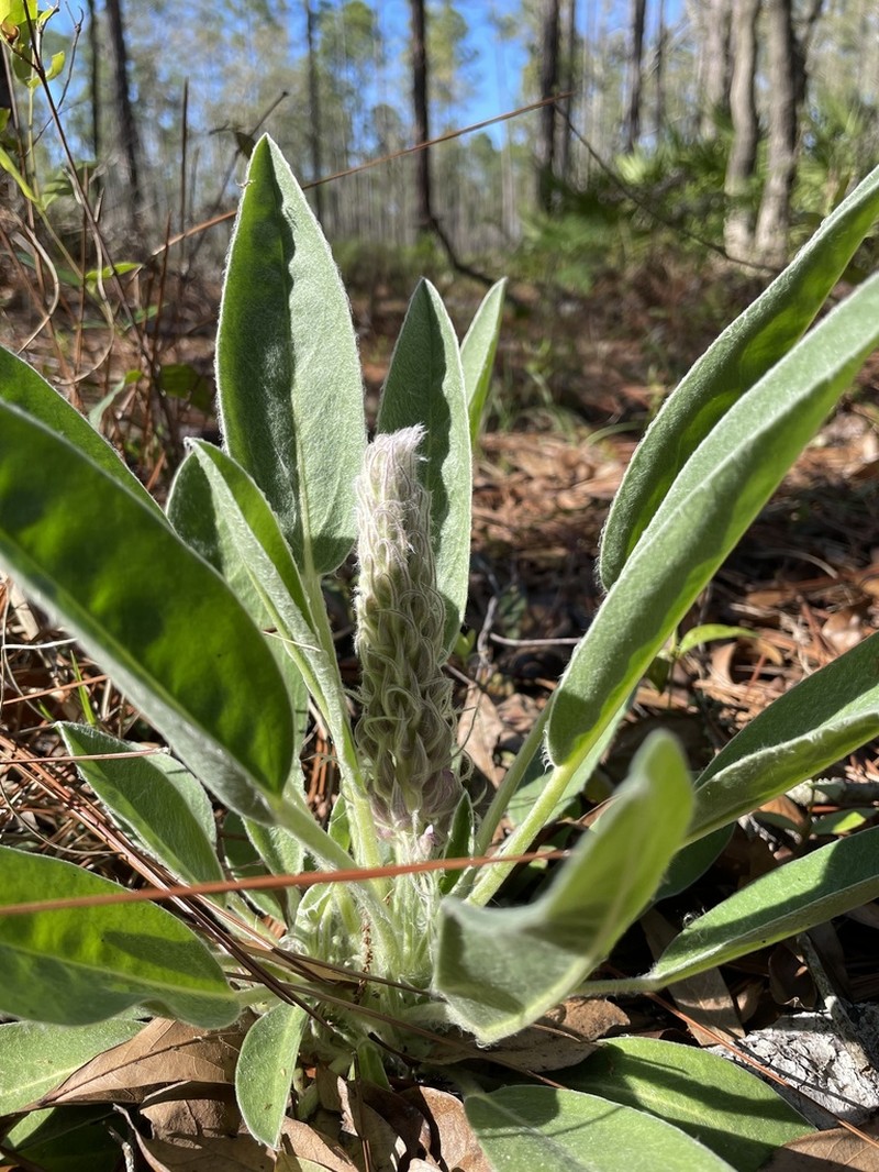 Lady Lupine photo 4