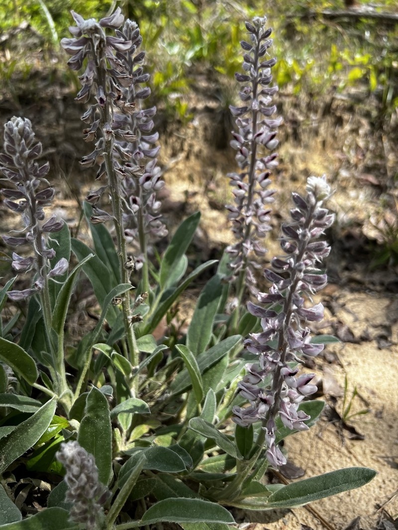 Lady Lupine photo 5