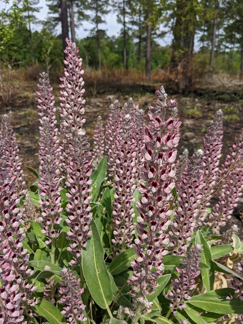 Lady Lupine photo 6
