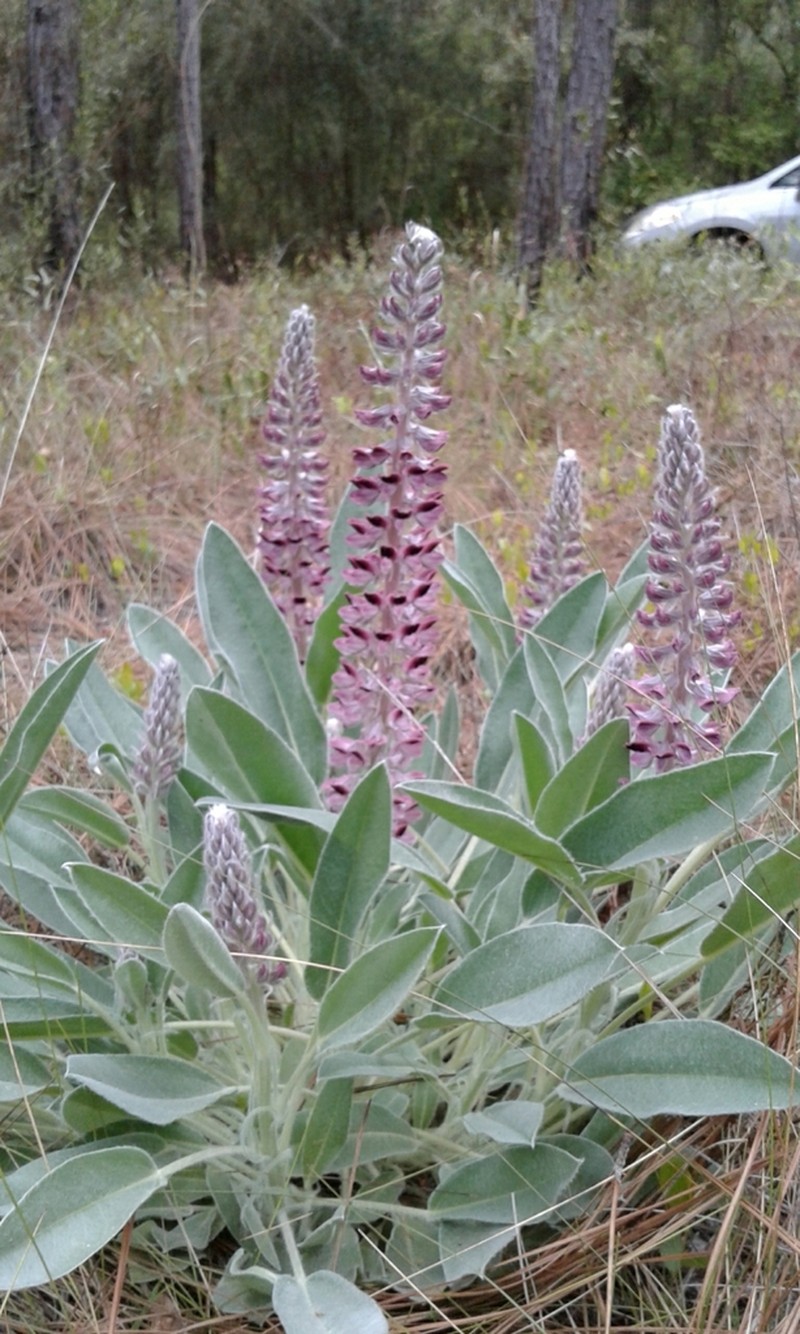 Lady Lupine photo 7