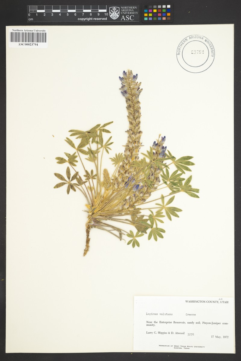 Pinyon Lupine photo 2