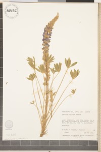 Pinyon Lupine