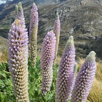 Lupinus weberbaueri