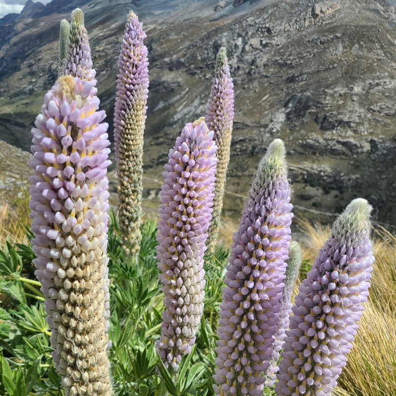 Lupinus weberbaueri