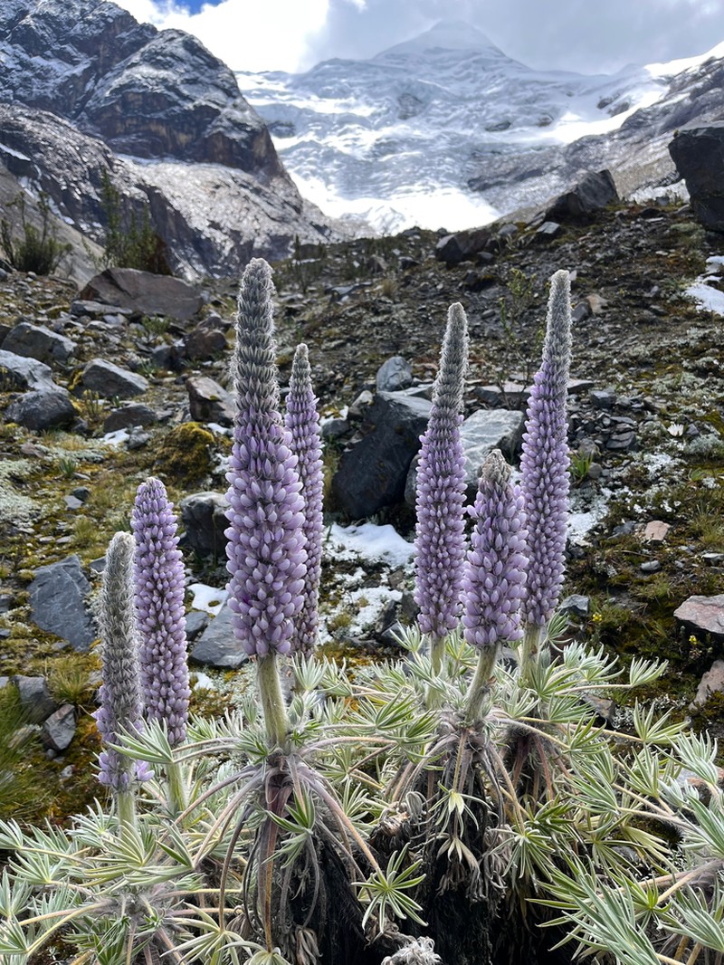 Lupinus weberbaueri photo 2