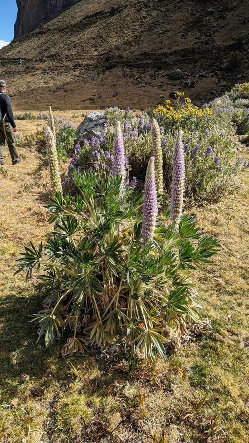 Lupinus weberbaueri photo 3