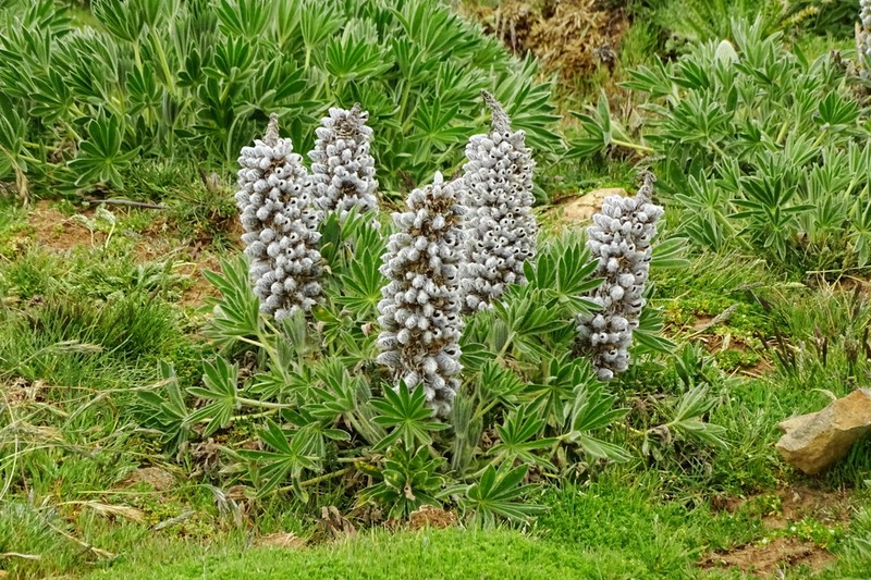 Lupinus weberbaueri photo 4