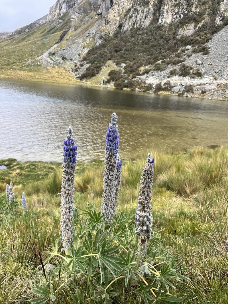 Lupinus weberbaueri photo 7