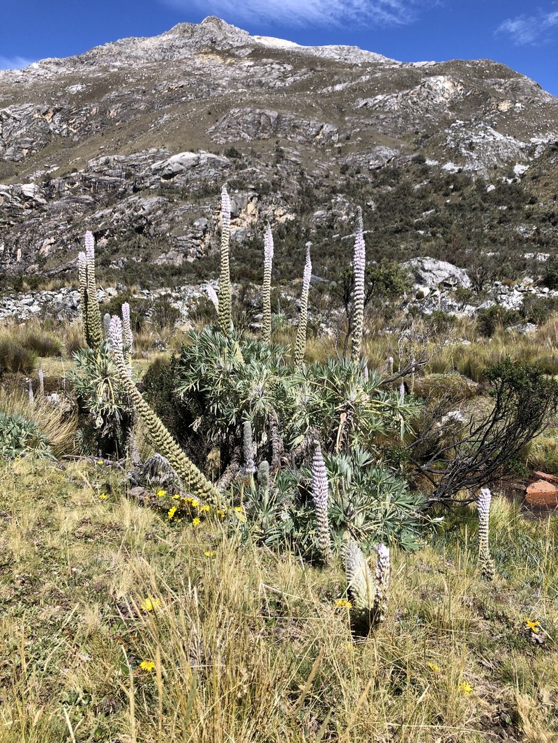 Lupinus weberbaueri var. weberbaueri
