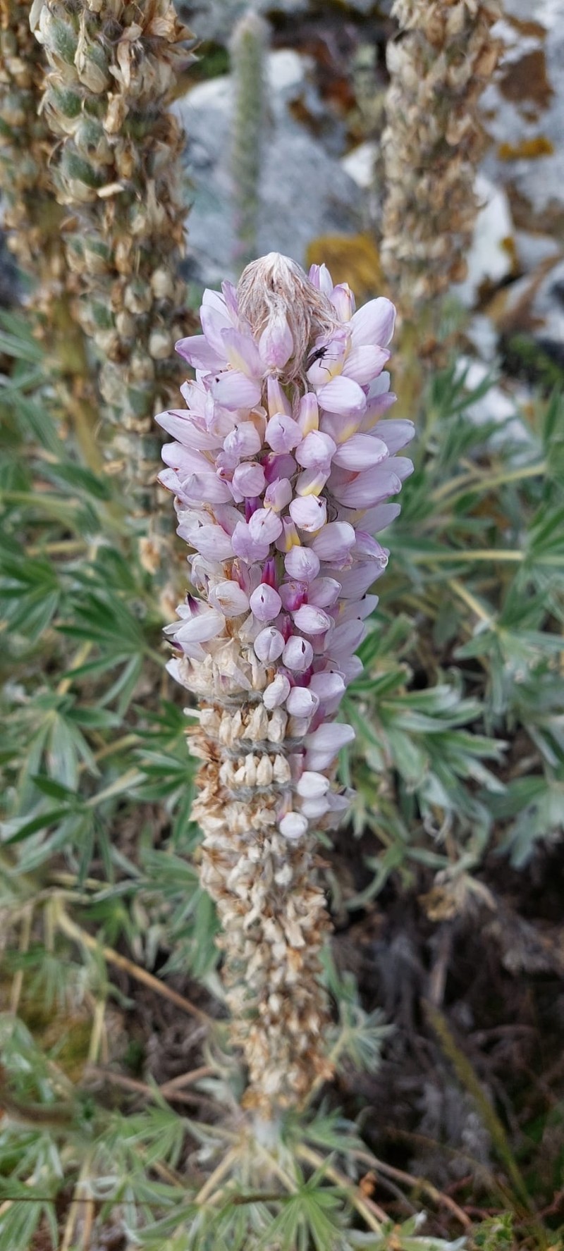 Lupinus weberbaueri var. weberbaueri photo 2