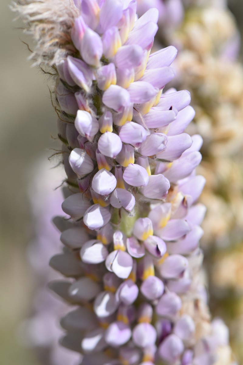 Lupinus weberbaueri var. weberbaueri photo 4
