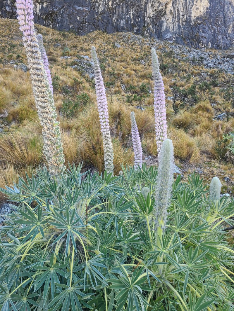 Lupinus weberbaueri var. weberbaueri photo 5
