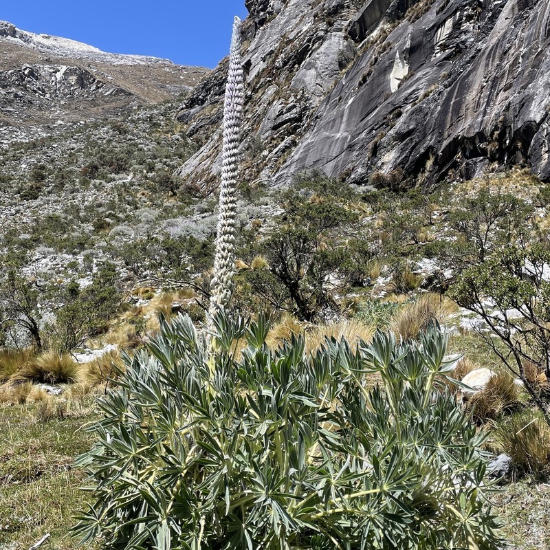 Lupinus weberbaueri var. weberbaueri photo 6
