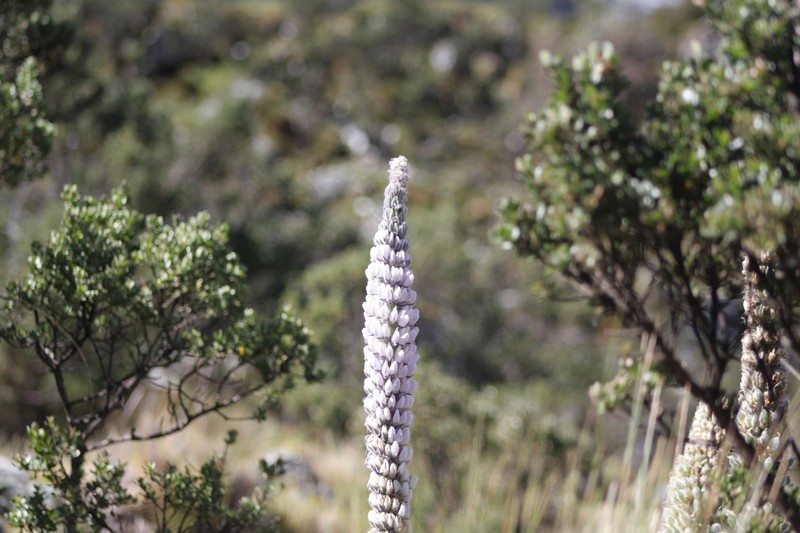 Lupinus weberbaueri var. weberbaueri photo 7
