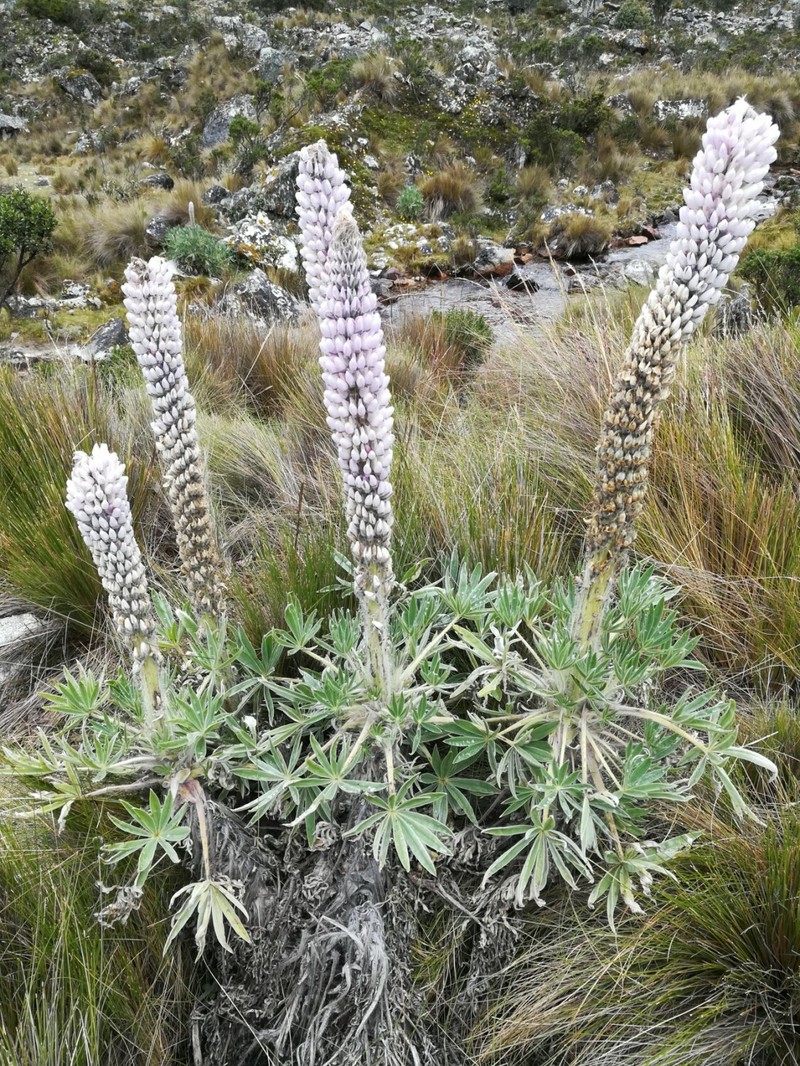 Lupinus weberbaueri var. weberbaueri photo 8